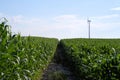 Path in the centre of sweet corn field with blue sky Royalty Free Stock Photo