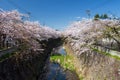 Path of Cherry blossom or sakura, Nagoya Royalty Free Stock Photo