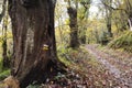 Path on chestnut grove in autumn Royalty Free Stock Photo