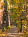 A path in a city park with larch trees by the side