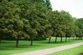 Path in a city summer park, cityscape, place for a walk in the park