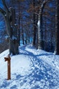 Path climbs uphill in winter forest