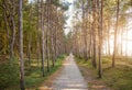 A path in a coastal forest, Miedzyzdroje, Poland Royalty Free Stock Photo