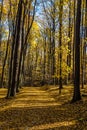 Colorful Path In Voderady Beechwood, Czechia