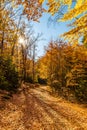 Colorful Path In Voderady Beechwood, Czechia