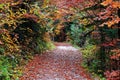 Hiking trail in colorful fall forest scenery