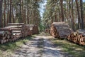 path through a commercial pine forest with pine logs stapled left and right