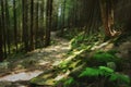 A path in a coniferous dense forest.