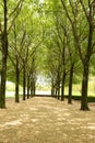 Cool looking trees Royalty Free Stock Photo