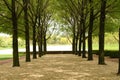 Cool looking trees Royalty Free Stock Photo