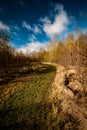 Path through coppiced woodland