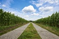 Path between corn fields Zea mays in the outskirts of Berlin, Germany, under a blue sky with white clouds Royalty Free Stock Photo