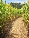 Path in a cornfield maze