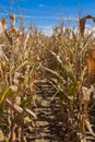 Path through the Cornfield Royalty Free Stock Photo