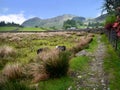 Path in country with two sheep