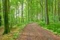 Path in the countryside forest for a peaceful drive through the woods. Landscape of a vibrant woodland with tall green