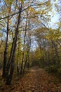 Path covered by fallen leaves through autumn forest