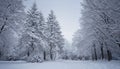 Snowy forest path winds through snow-covered trees under a pale winter sky Royalty Free Stock Photo