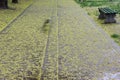 Path covered with little yellow flowers