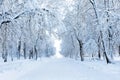 Path covered with a snow among tree branches in winter park. An atmospheric winter landscape with snow-covered trees Royalty Free Stock Photo