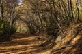 Sunlight filters onto the path through the branches of the trees. Royalty Free Stock Photo