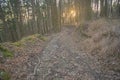 Path that crosses a magical and mysterious millennial forest with bare trees covered by moss Royalty Free Stock Photo