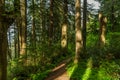 A path curves through a lush green forest illuminated by the light of the setting sun Royalty Free Stock Photo