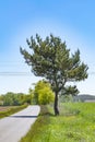 A path for cyclists and skaters in the local recreational area `Flaeming-Skate` near Berlin, Germany Royalty Free Stock Photo