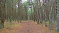 Path in the Dancing Forest on Curonian Spit
