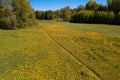 Yellow dandelions in a meadow near the forest View from the top. There is room for text. Photo from the drone Royalty Free Stock Photo