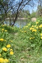 a path of dandelions and green trees around and a blue lake in the distance Royalty Free Stock Photo