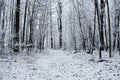 Path Through A Dark Barren Forest Royalty Free Stock Photo