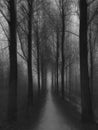 Path in a dark foggy forest. Black and white image Royalty Free Stock Photo