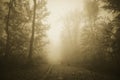 Path through haunted forest with thick fog Royalty Free Stock Photo
