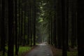 Path through a dark forest at night. Dark mysterious forest background Royalty Free Stock Photo