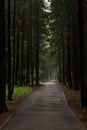 Path through a dark forest at night. Dark mysterious forest background Royalty Free Stock Photo