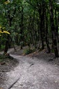 Path in a dark gloomy forest, spooky wooden forest at night, scary road Royalty Free Stock Photo
