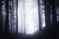 Path through dark moody forest with fog