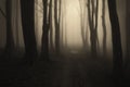 Path in a dark mysterious forest with fog Royalty Free Stock Photo