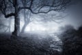 Path in dark and scary forest Royalty Free Stock Photo