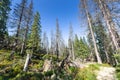 Path through the dead forest in Polish Beskid Mountains, hiking trail, summer lansdcape Royalty Free Stock Photo