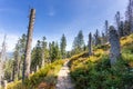 Path through the dead forest in Polish Beskid Mountains, hiking trail, summer lansdcape Royalty Free Stock Photo