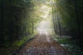 Path through a deciduous forest with the first rays of sunshine on a misty morning in autumn, scenic landscape in North Germany,