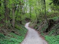 Hiking trail in deciduous forest, spring season nature