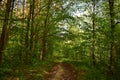 A path into the deciduous forest of tall trees.Green grass. Mixed array. Young leaves Royalty Free Stock Photo