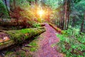 Path in deep forest Royalty Free Stock Photo