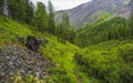 Path through the deep meadow. Atmospheric green forest landscape. Minimalist panoramic scenery with edge coniferous forest and Royalty Free Stock Photo