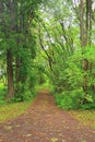 A path in Dendrology garden in Pereslavl-Zalessky city