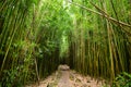 Path through dense bamboo forest, leading to famous Waimoku Falls. Popular Pipiwai trail in Haleakala National Park on Maui, Hawai Royalty Free Stock Photo