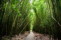 Path through dense bamboo forest, leading to famous Waimoku Falls. Popular Pipiwai trail in Haleakala National Park on Maui, Hawai Royalty Free Stock Photo
